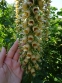 Наперстянка іржава (Digitalis ferruginea) - 3