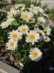 Королиця "Літл Прінцесс" (Leucanthemum x superbum "Little Princess") - 5
