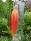 Лілія леопардова (Lilium pardalinum) - 2