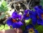 Первоцвіт Томмазіні "Ю енд Мі Блю"(Primula х tommasiniі "You and Me Blue") - 8