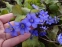 Печіночниця благородна (Hepatica nobilis) - 1