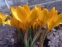 Крокус "Голден Єллоу" (Crocus "Golden Yellow") - 1