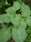 Хоста "Спілт Мілк" (Hosta "Spilt Milk") - 5