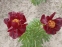 Півонія "Чоклет Солдже" (Paeonia "Chocolate Soldier") - 4