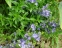 Вероніка лежача (Veronica prostrata) - 1
