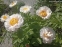 Півонія "Блашінг Прінцесс" (Paeonia "Blushing Princess") - 3