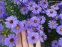 Айстра чагарникова "Леді Ін Блу" (Aster dumosus (Symphyotrichum) "Lady in Blue") - 6