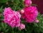Півонія "Дрезден Пінк" (Paeonia "Dresden Pink") - 6