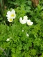 Анемона лісова (Anemone sylvestris) - 3