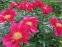 Півонія "Америка" (Paeonia "America") - 7