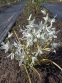 Рястка поникла (Ornithogalum nutans) - 2