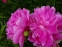 Півонія "Прінцесс Маргарет" (Paeonia "Princess Margaret") - 1