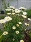 Королиця "Реал Гелаксі" (Leucanthemum x superbum "Real Galaxу") - 1