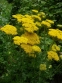Деревій таволговий "Коронатіон Голд" (Achillea filipendulina "Coronation Gold") - 2