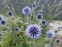 Головатень звичайний (Echinops ritro) - 1