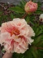 Півонія "Тріфена Паркін" (Paeonia "Triphena Parkin") - 4
