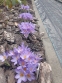 Крокус етруський "Цваненбург" (Crocus etruscus "Zwanenburg") - 10
