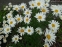 Королиця "Аляска" (Leucanthemum x superbum "Alaska") - 1
