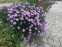 Айстра чагарникова "Леді Ін Блу" (Aster dumosus (Symphyotrichum) "Lady in Blue") - 5