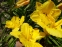 Лілійник "Геліос" (Hemerocallis "Helios") - 5