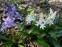 Проліски двулисті ф. альба (Scilla bifolia f. alba) - 4