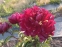 Півонія "Гаррі Л. Сміт" (Paeonia "Harry L. Smith") - 2