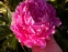 Півонія "Дрезден Пінк" (Paeonia "Dresden Pink") - 3