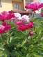 Півонія "Ніппон Перейд" (Paeonia "Nippon Parade") - 6