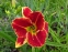 Лілійник "Файа енд Фог" (Hemerocallis "Fire and Fog") - 1