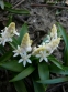 Проліски двулисті ф. альба (Scilla bifolia f. alba) - 1