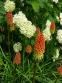 Кніфофія ягідна (Kniphofia uvaria (L.) Hook) - 1