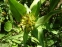 Тирлич тібетський (Gentiana tibetica) - 4