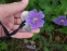 Герань Ренарда "Філіпп Вапель" (Geranium renardii "Philippe Vapelle") - 3