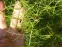 Холодок кiльчастий (Asparagus verticillatus) - 6