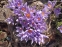 Крокус етруський "Цваненбург" (Crocus etruscus "Zwanenburg") - 11