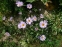 Айстра альпійська (Aster alpinus) - 2
