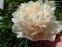 Півонія "Саммер Глоу" (Paeonia "Summer Glow") - 1