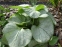 Бруннера великолиста "Лукінг Гласс" (Brunnera macrophylla "Looking Glass") - 2