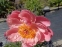 Півонія "Корал Шарм" (Paeonia "Coral Charm") - 6