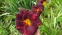 Лілійник "Ед Мюррей" (Hemerocallis "Ed Murray") - 1