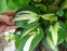Хоста "Вірлвінд"  (Hosta "Whirlwind") - 2