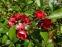 Хеномелес японський Саржента (Chaenomeles japonica Sargentii) - 2