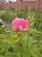 Півонія "Валкюре" (Paeonia "Walküre") - 2