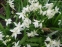 Проліски сибірські ф. альба (Scilla siberica f. alba) - 2