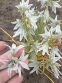 Рястка поникла (Ornithogalum nutans) - 5