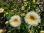 Королиця "Реал Гелаксі" (Leucanthemum x superbum "Real Galaxу") - 5