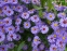 Айстра чагарникова "Леді Ін Блу" (Aster dumosus (Symphyotrichum) "Lady in Blue") - 7