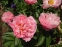 Півонія "Фейсфул Дрім" (Paeonia "Faithful Dream") - 2