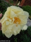 Півонія "Сайдл'с Супер" (Paeonia "Seidl's Super") - 2