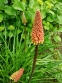 Кніфофія ягідна (Kniphofia uvaria (L.) Hook) - 3